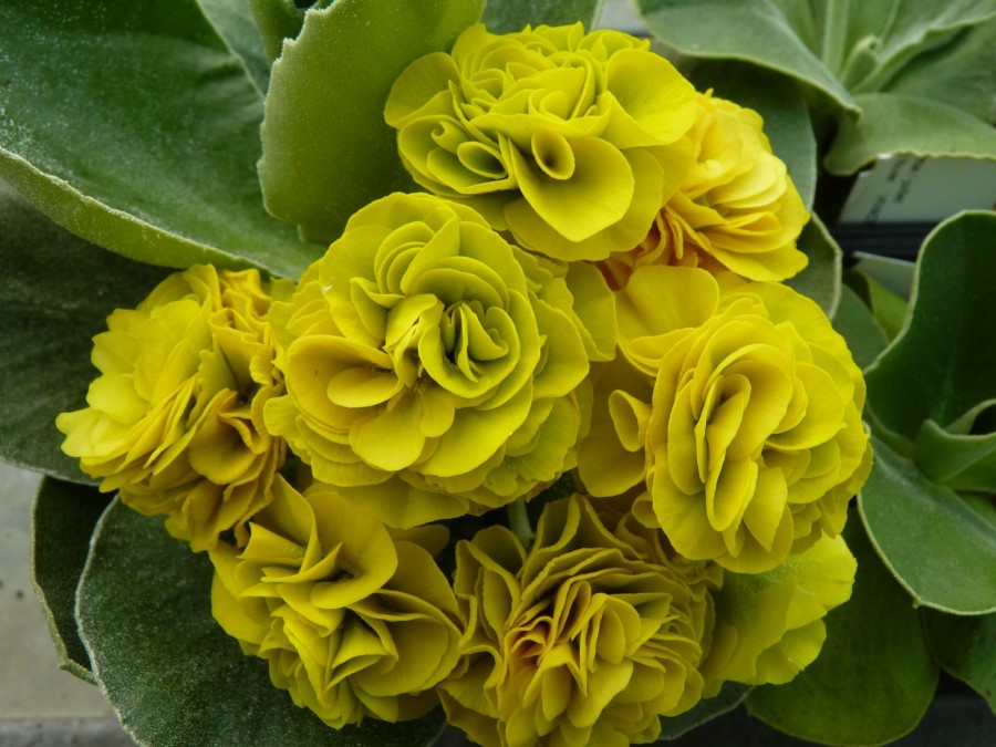 Primula auricula 'Bitter Lemon'