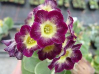 Primula auricula 'Carnaval'.