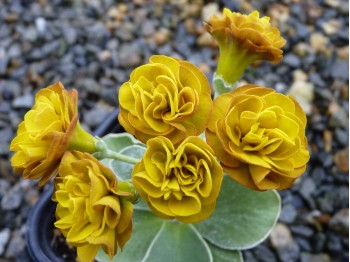 Primula auricula BELLINI