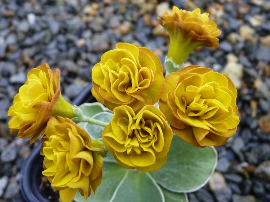 Primula auricula BELLINI