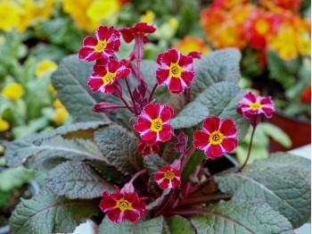 Primula 'Dark Rosaleen'