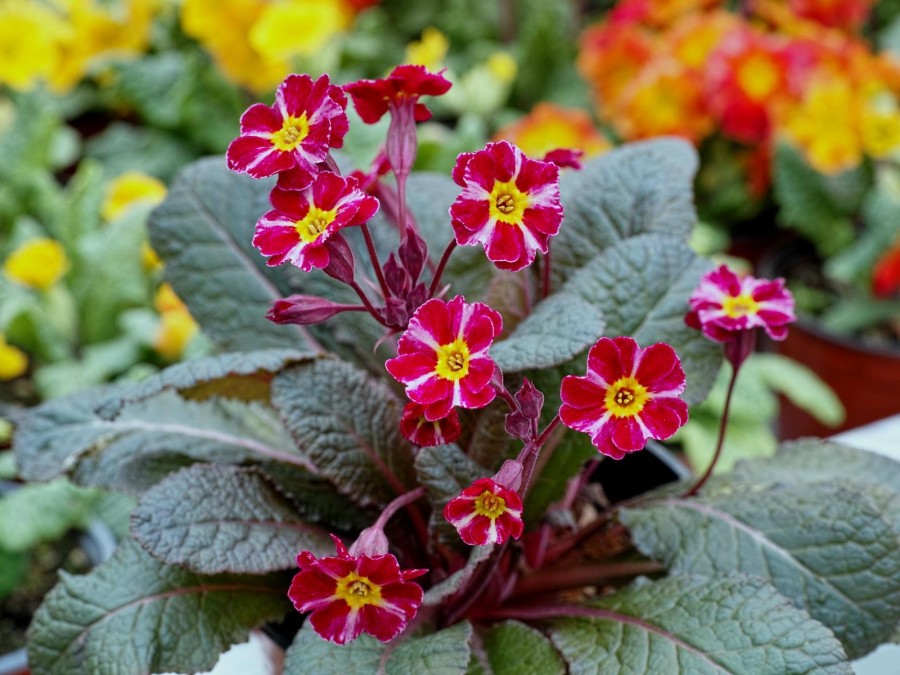 Primula 'Dark Rosaleen'