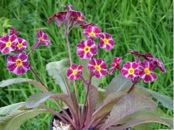 Primel 'Dark Rosaleen'