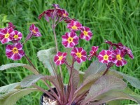 Primel 'Dark Rosaleen'