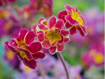 Primula 'HOSE IN HOSE' - Purples