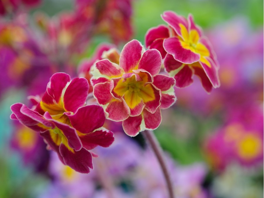 Primula 'HOSE IN HOSE' - Purples