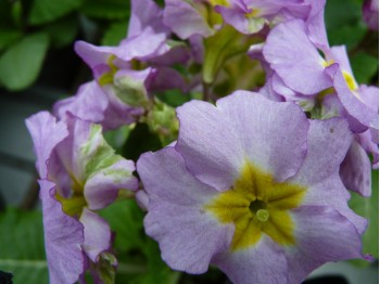 Primula 'HOSE IN HOSE' - Purples