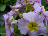 Primula 'HOSE IN HOSE' - Purples