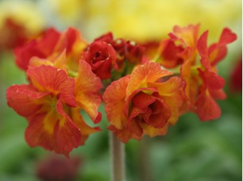 Primula HOSE IN HOSE - Orange