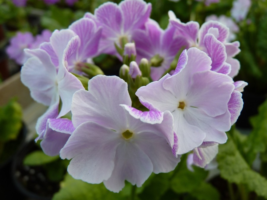 Primula sieboldii OLD VIENNA