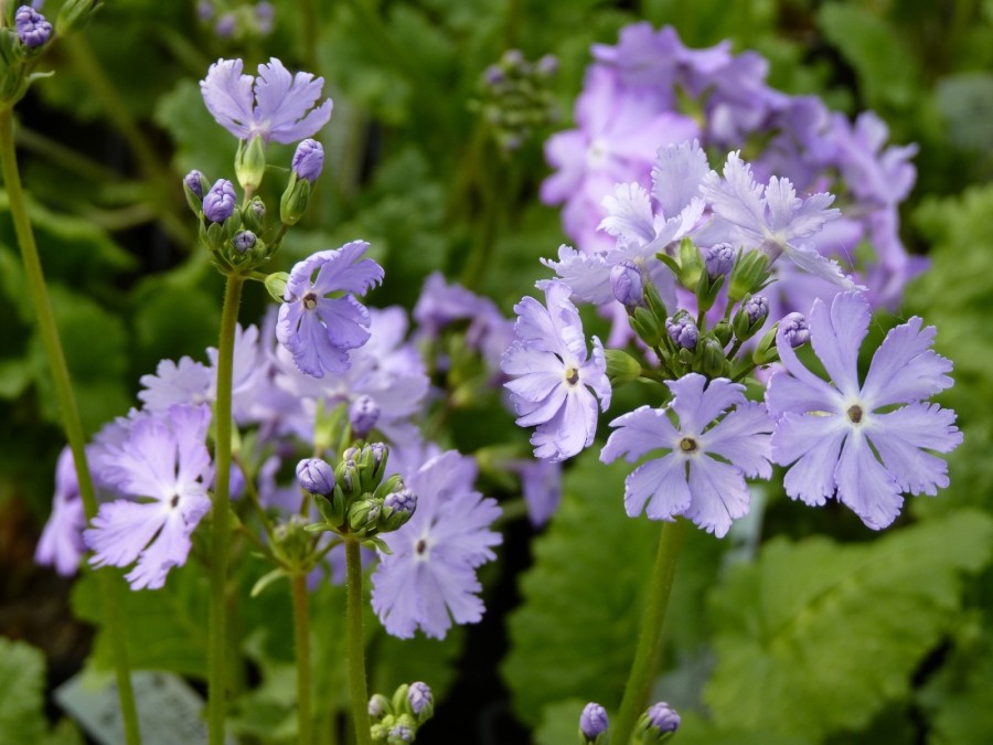 Primula sieboldii PURPLE DUSK