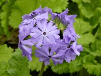 Primula sieboldii PURPLE DUSK