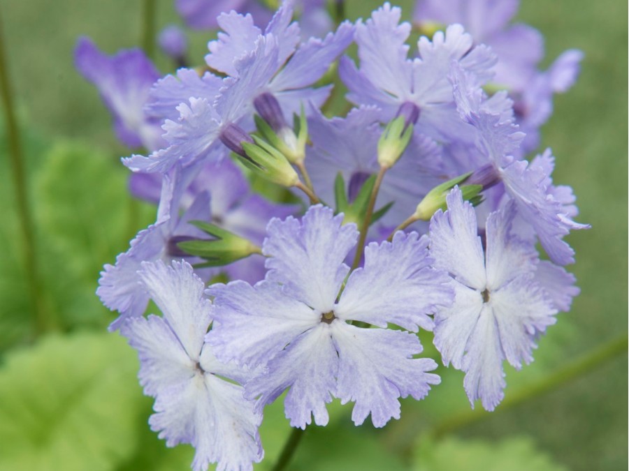 Primula sieboldii GIRL OF THE LIMBERLOST