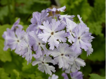 Primula sieboldii GIRL OF THE LIMBERLOST