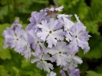 Primula sieboldii GIRL OF THE LIMBERLOST