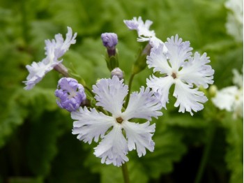 Primula sieboldii GIRL OF THE LIMBERLOST