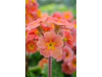 Primula 'Desert Sunset'