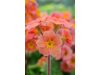 Primula 'Desert Sunset'