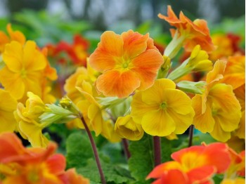 Primula x polyanthus 'TANGO'