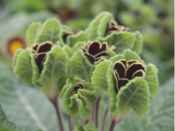 Primula GOLD LACED JACK IN THE GREEN