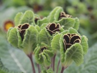 Primula GOLD LACED JACK IN THE GREEN