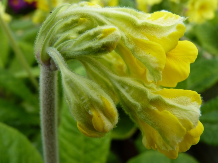 Primula veris 'Lady Agatha'