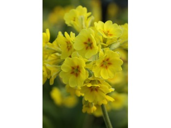 Primula veris 'Lady Agatha'