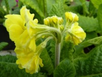 Primula veris 'Lady Agatha'