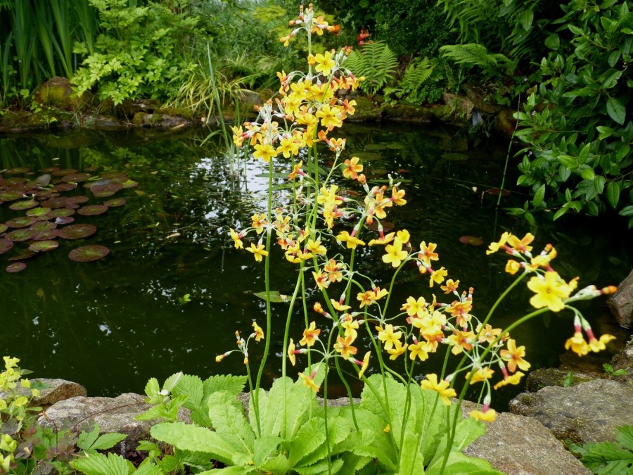 Primula chungensis