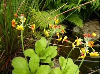 Primula chungensis