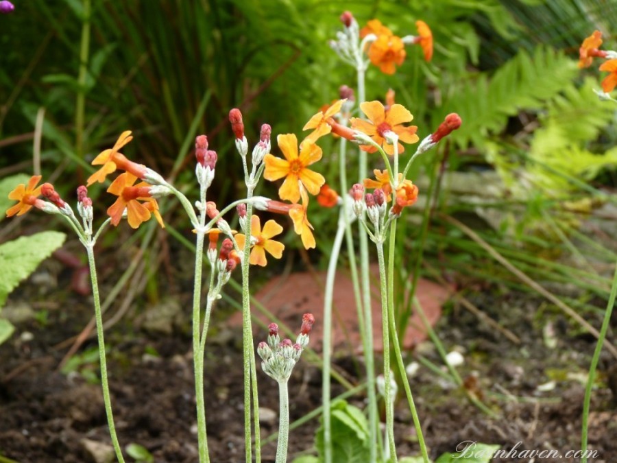 Primula cockburniana