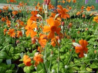 Primula cockburniana