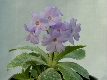 Primula marginata BARBARA CLOUGH