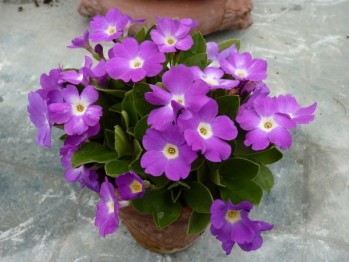 Primula RACHEL KINNEN