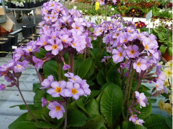 Primula Lady Mond