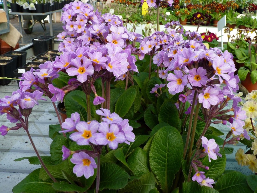 Primula Lady Mond