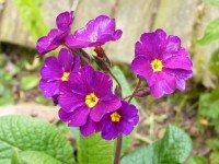 Primula  Lovely Rita