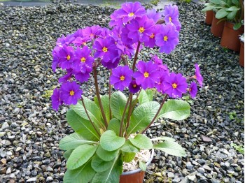 Primula  Lovely Rita