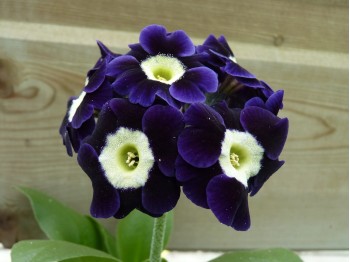 Border auricula Violett