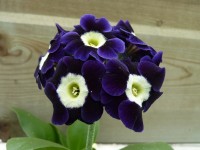 BARNHAVEN BORDER AURICULAS - Violet shades