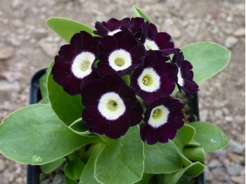 Primula auricula violet