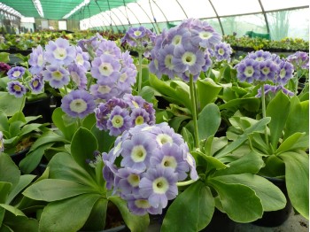 BARNHAVEN BORDER AURICULAS - Light blue shades