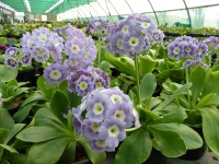 BARNHAVEN BORDER AURICULAS - Light blue shades