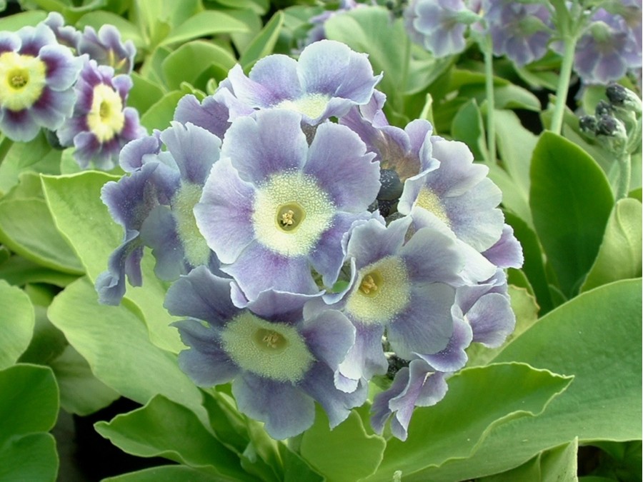 BARNHAVEN BORDER AURICULAS - Light blue shades