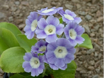 BARNHAVEN BORDER AURICULAS - Light blue shades