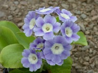 BARNHAVEN BORDER AURICULAS - Light blue shades