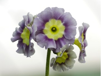 BARNHAVEN BORDER AURICULAS - Light blue shades