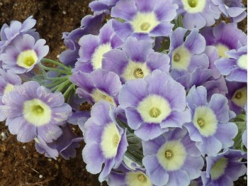 BARNHAVEN BORDER AURICULAS - Light blue shades