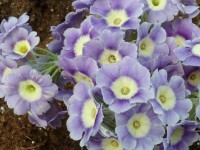 BARNHAVEN BORDER AURICULAS - Light blue shades