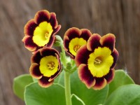 Primula auricula Sumo